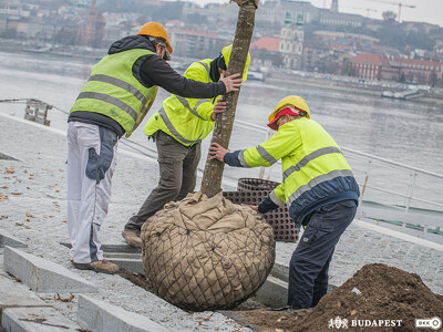 Rakpart_faültetés_01