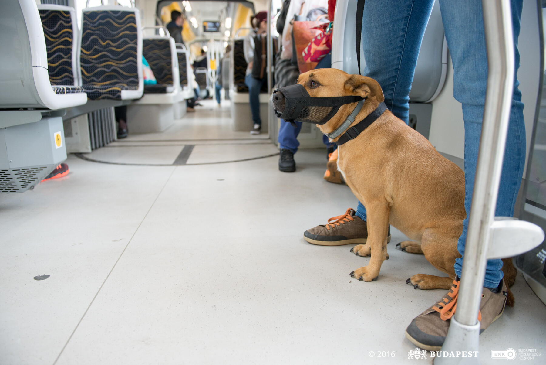 Szájkosarat viselő kutya a villamoson
