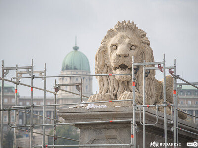 A Lánchíd oroszlánja