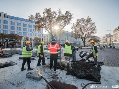 Fát ültetnek a Blaha Lujza téren