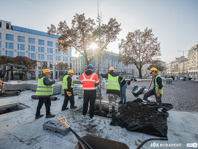 Zajlik a faültetés és a növénytelepítés
