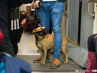 BKK_kutyaszallitas